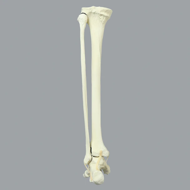 Foot and Ankle, Solid Foam, Left