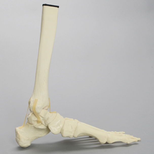 Foot and Ankle with Talar Cartilage