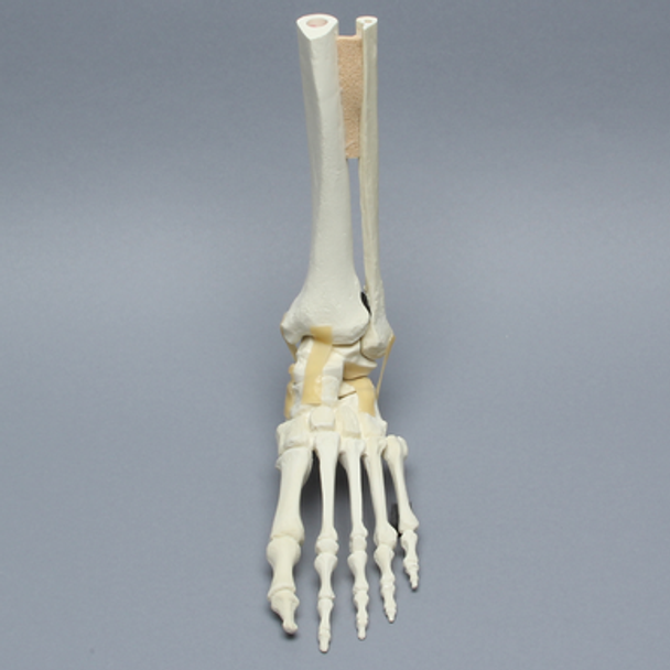 Foot and Ankle, Articulating, Foam Cortical