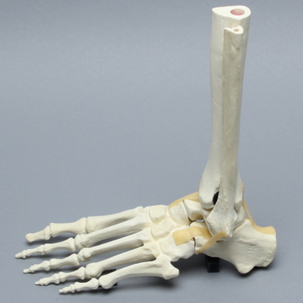 Foot and Ankle, Articulating, Foam Cortical