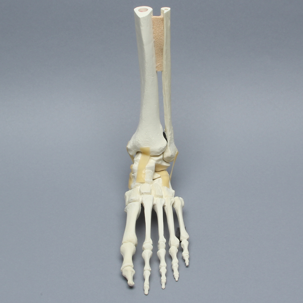 Foot and Ankle, Articulating, Foam Cortical