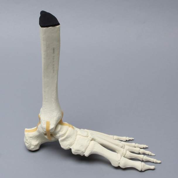 Foot and Ankle with Ligaments, Solid Foam