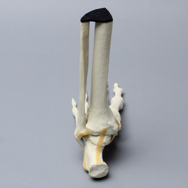 Foot and Ankle with Ligaments, Solid Foam