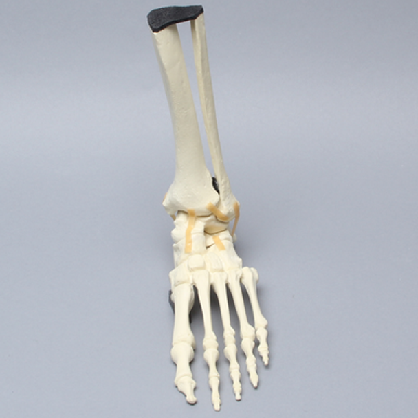 Foot and Ankle, Articulating, Solid Foam