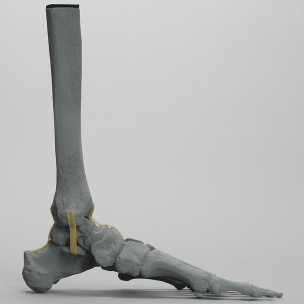 Foot and Ankle, Radiopaque