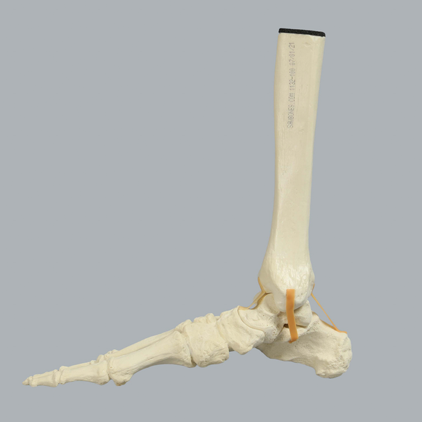 Foot and Ankle, Solid Foam, Right