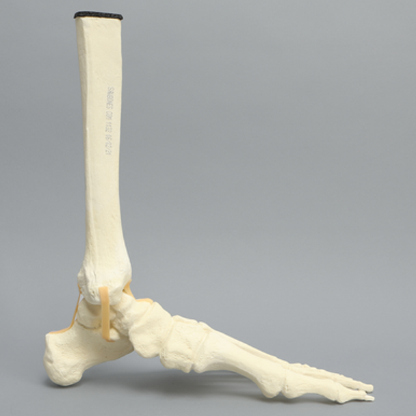 Foot and Ankle with Distal Tibia & Fibula, Solid Foam, Left