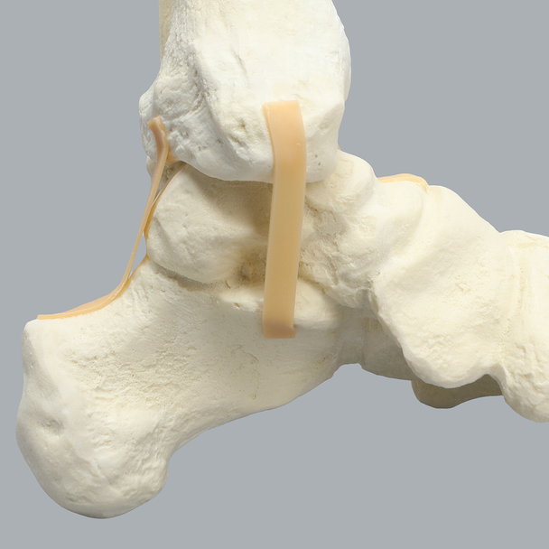 Foot and Ankle with Distal Tibia & Fibula, Solid Foam, Left