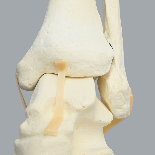 Foot and Ankle with Distal Tibia & Fibula, Solid Foam, Left