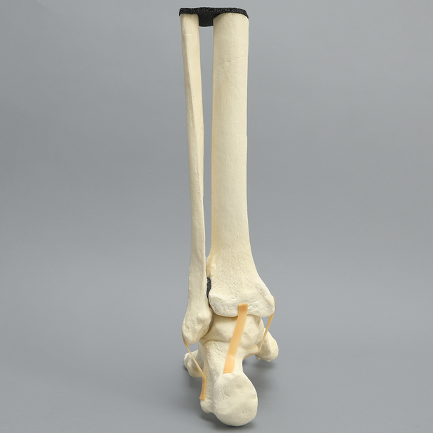 Foot and Ankle with Distal Tibia & Fibula, Solid Foam, Left