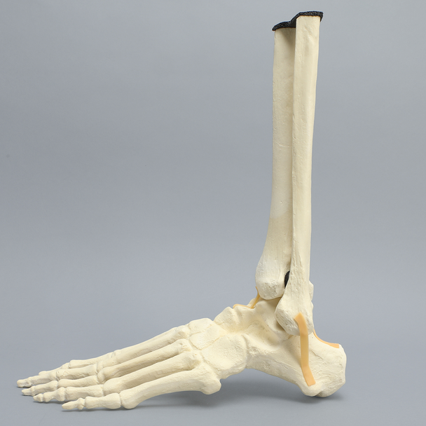 Foot and Ankle with Distal Tibia & Fibula, Solid Foam, Left