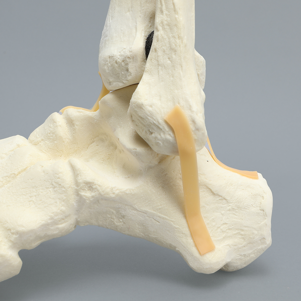 Foot and Ankle with Distal Tibia & Fibula, Solid Foam, Left