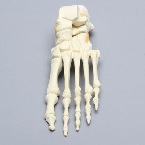 Foot, Solid Foam, Left, with Articulating Talus and Calcaneus