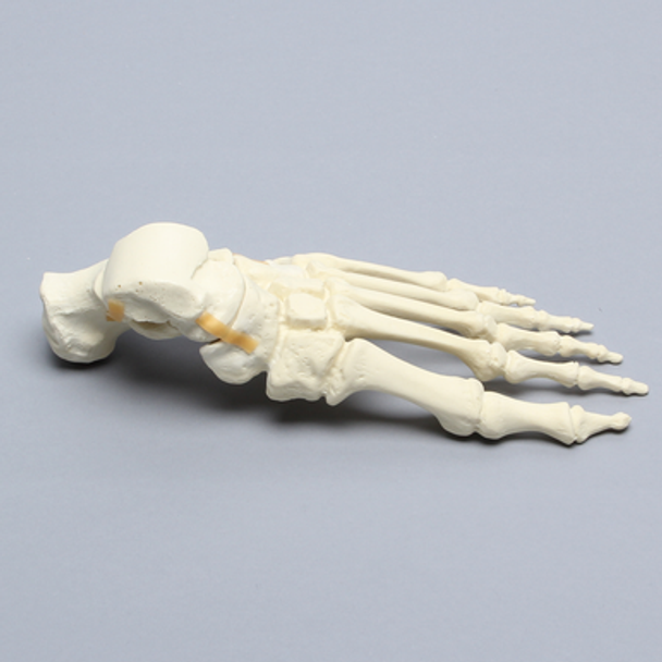 Foot, Solid Foam, Left, with Articulating Talus and Calcaneus