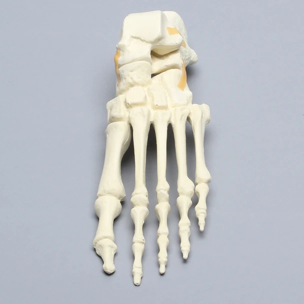 Foot, Solid Foam, Left, with Articulating Talus and Calcaneus