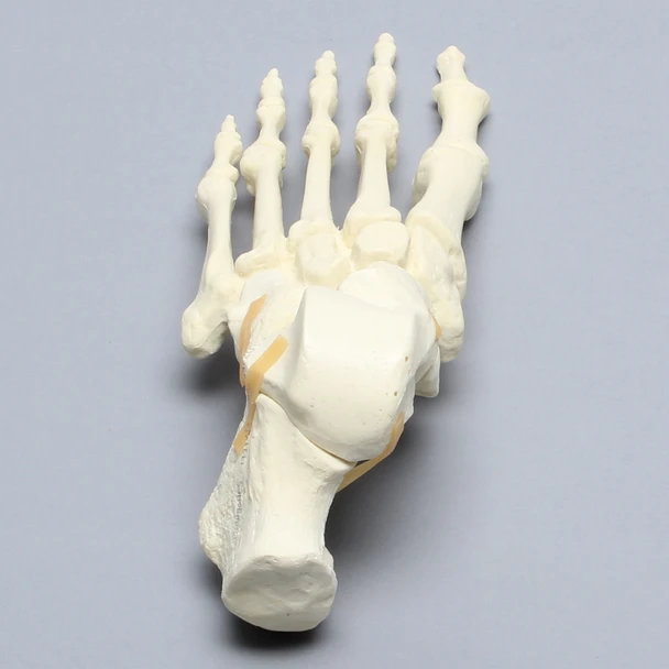 Foot, Solid Foam, Left, with Articulating Talus and Calcaneus