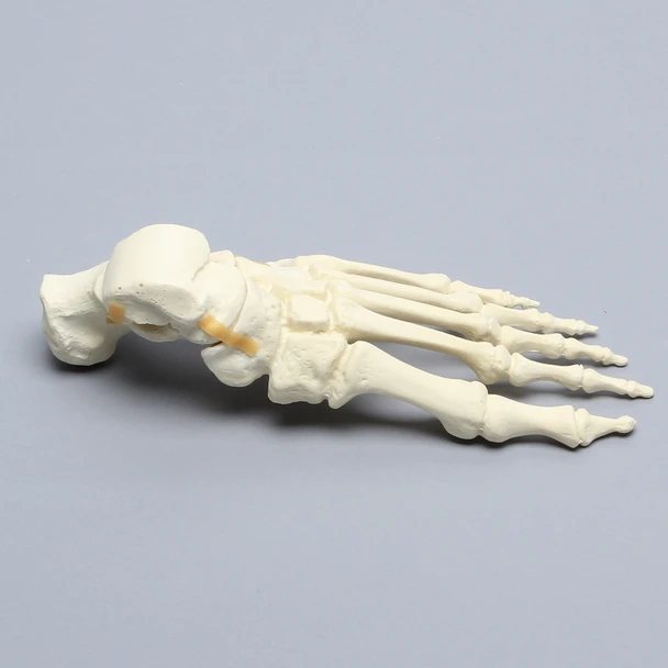 Foot, Solid Foam, Left, with Articulating Talus and Calcaneus