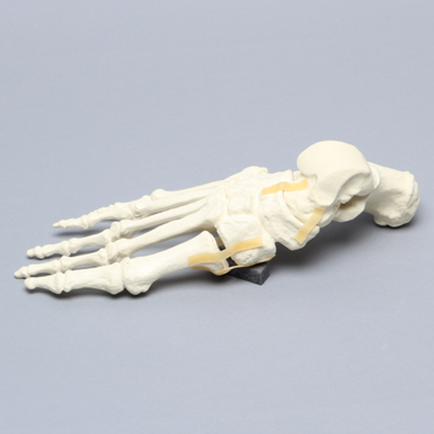 Foot, Articulated, Solid Foam, Right