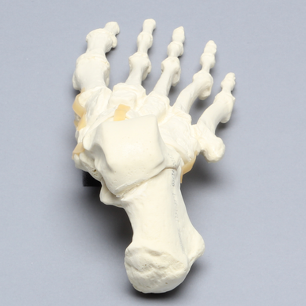 Foot, Articulated, Solid Foam, Right