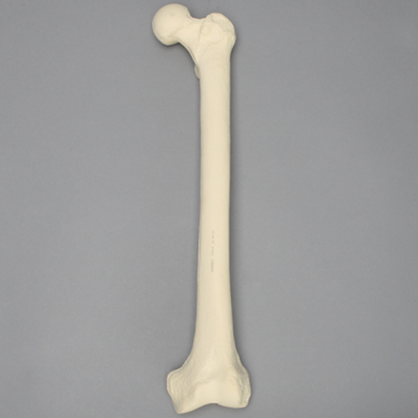Femur with 16 mm For IM Nail