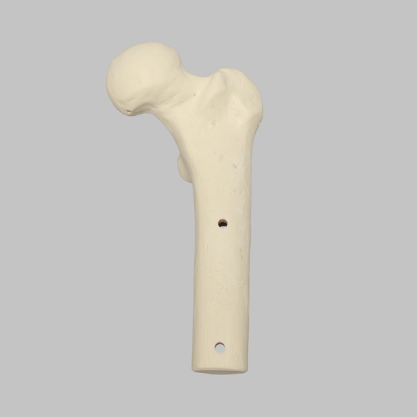 Femur for the Hip Navigation Trainer