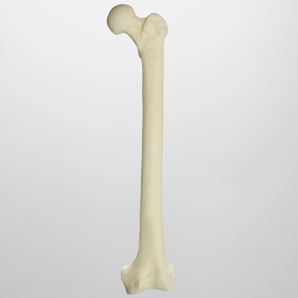 Femur with 10 mm Canal, Foam Cortical Shell, Left
