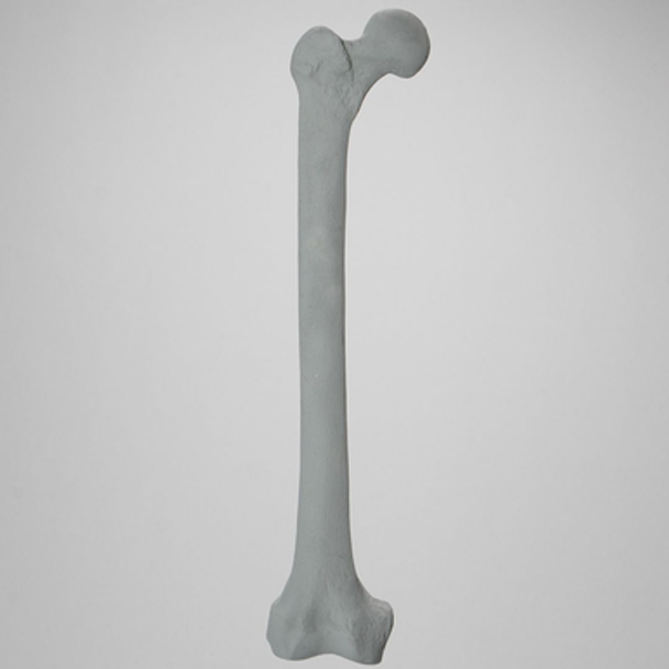 Femur, Radiopaque, Right