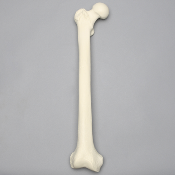 Femur, 16 mm Canal, Solid Foam, Right