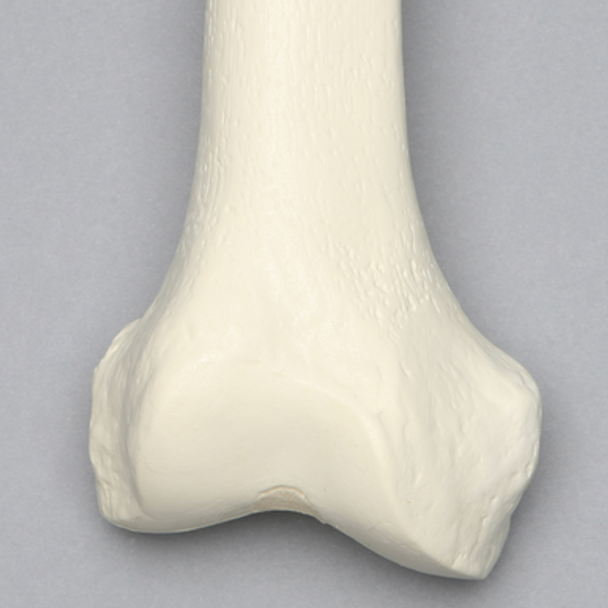 Femur, 16 mm Canal, Solid Foam, Right