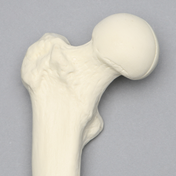 Femur, Solid Foam, Right