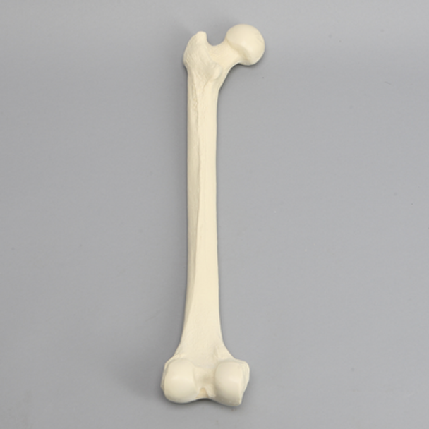Femur, 16 mm Canal, Solid Foam, Left