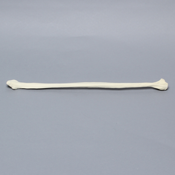 Fibula, Solid Foam, Left