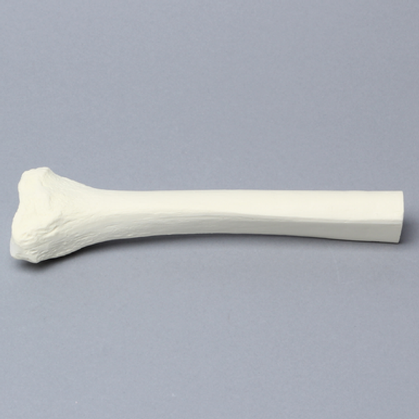 Tibia, Distal, Foam Cortical, Left