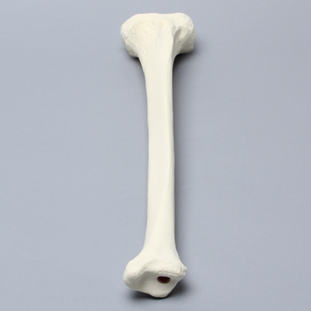 Tibia for High Tibial Osteotomy H.T.O.