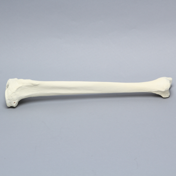 Tibia, Foam Cortical, Right