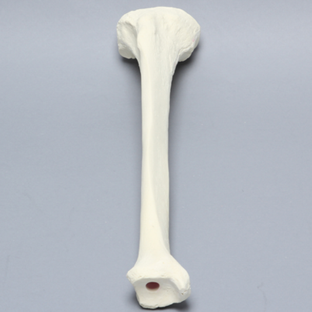 Tibia, Foam Cortical, Right