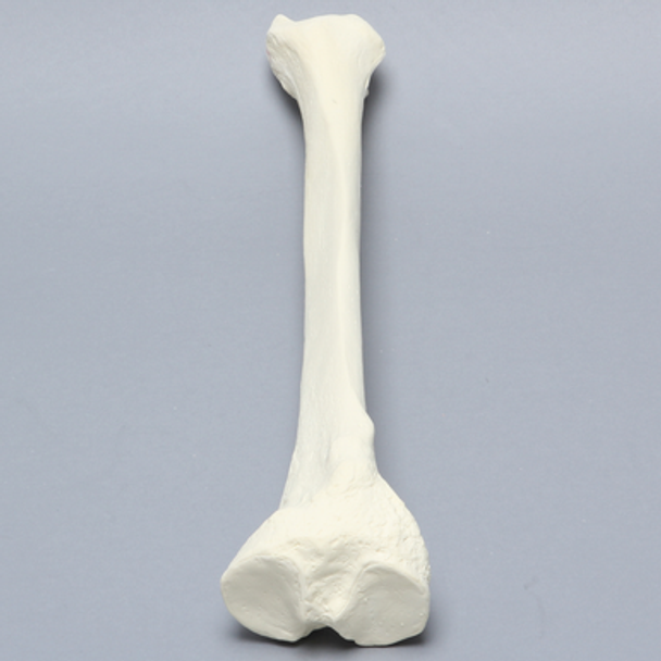 Tibia, Foam Cortical, Right
