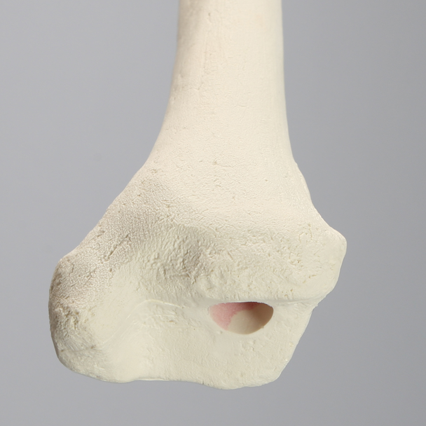 Tibia, Foam Cortical, Left
