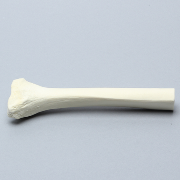 Tibia, Distal, Solid Foam, Left