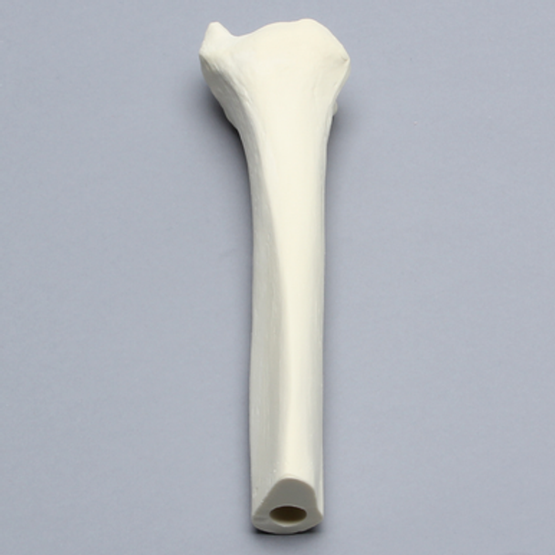 Tibia, Distal, Solid Foam, Right