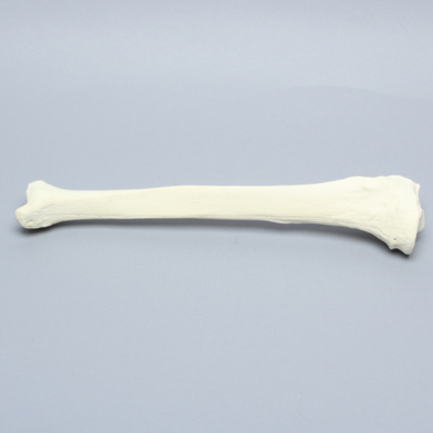 Tibia, Solid Foam, Right, Large