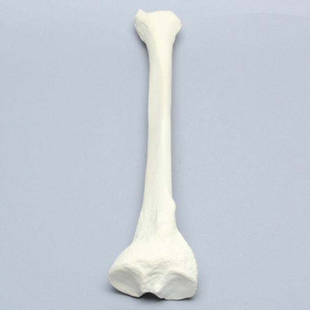 Tibia, Solid Foam, Right, Large