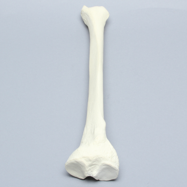 Tibia, Solid Foam, Right, Large