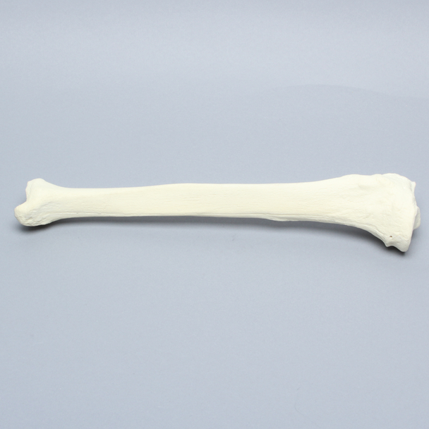 Tibia, Solid Foam, Right, Large