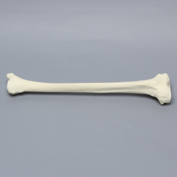 Tibia with 12.5mm Canal, Solid Foam, Left, Large