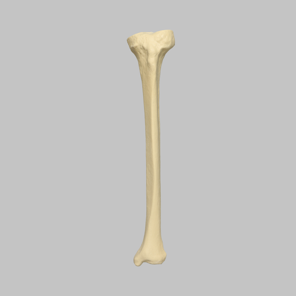 Tibia with 12.7 mm Canal, Solid Foam, Left, Large