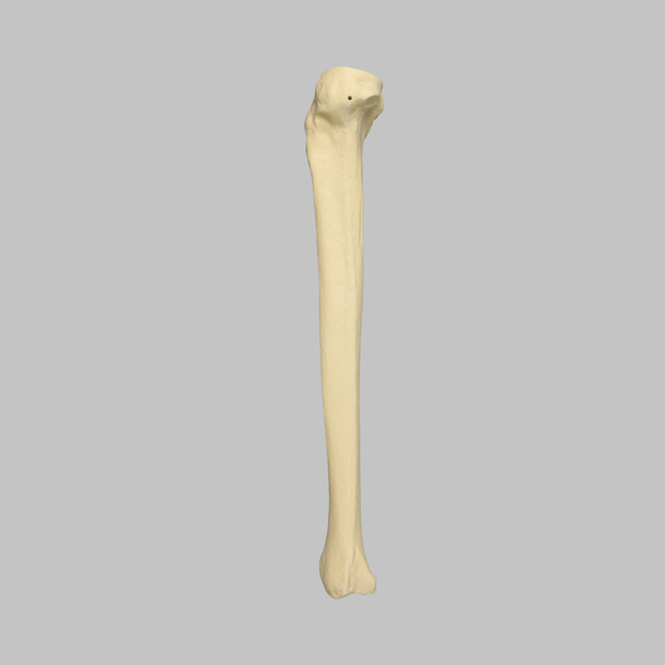 Tibia with 12.7 mm Canal, Solid Foam, Left, Large