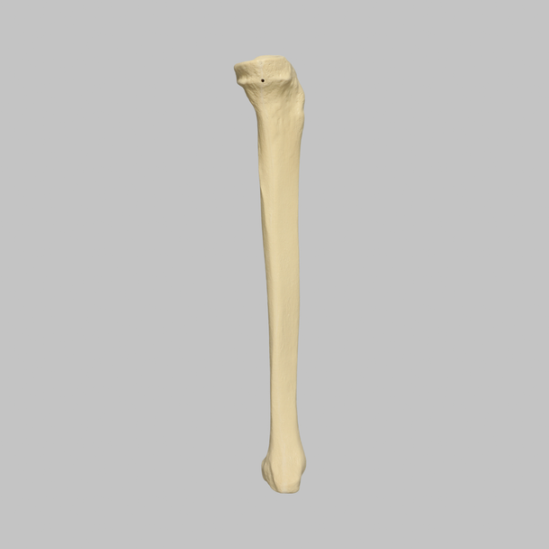 Tibia with 12.7 mm Canal, Solid Foam, Left, Large