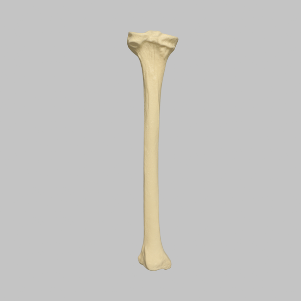Tibia with 12.7 mm Canal, Solid Foam, Left, Large