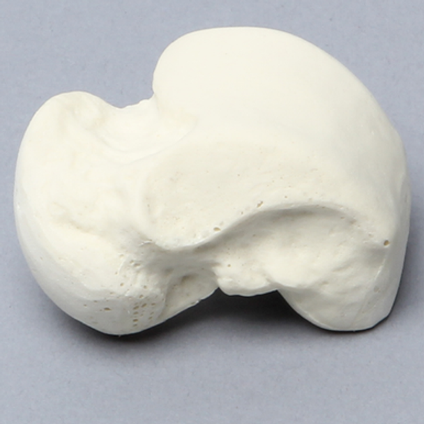 Talus, Solid Foam, Right